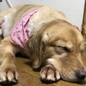 ゴールデンレトリバー4歳女の子