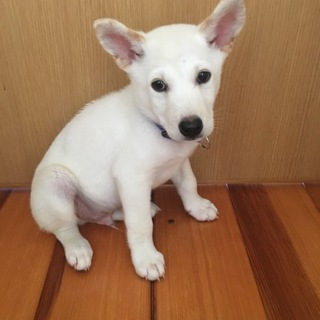 里親様決まりました☆