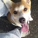 雑種男の子！３ヶ月(*^ω^)預かりさんも募集