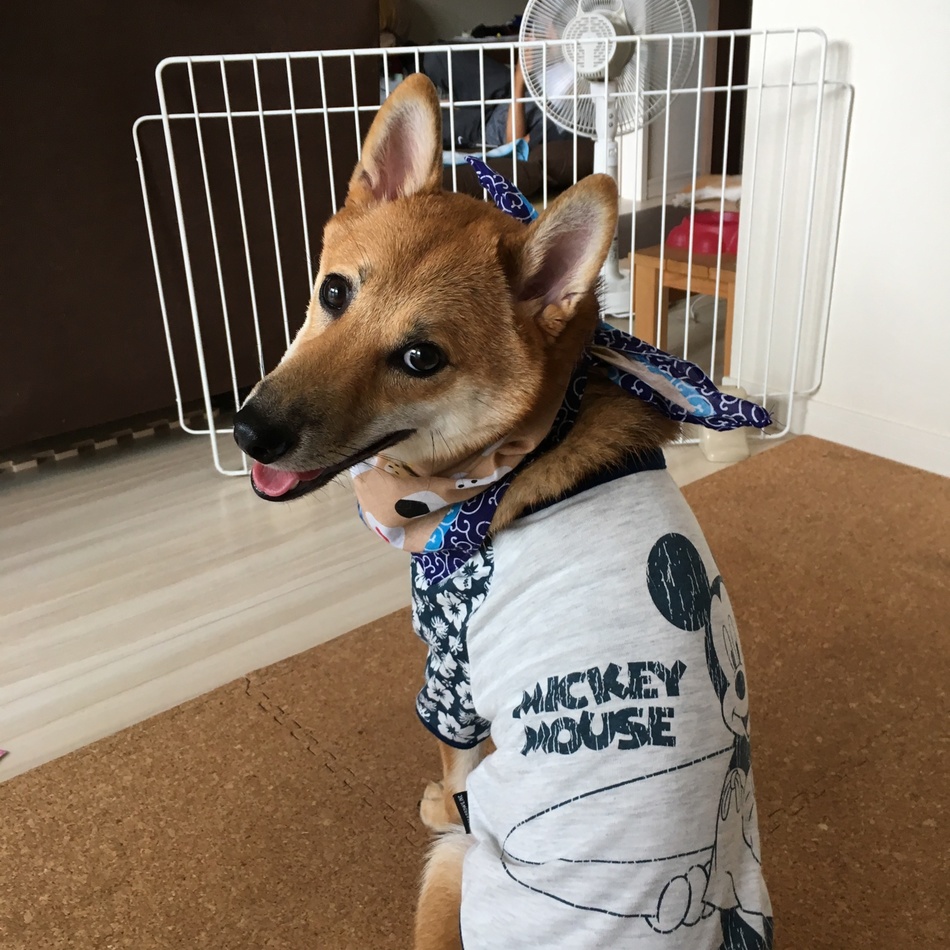 とむのカバー写真