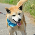 シニア世代里親様も歓迎です☆柴犬