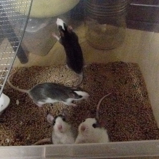 ファンシーラットの赤ちゃん