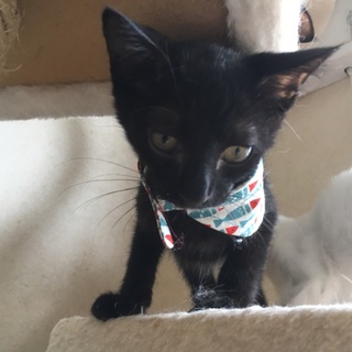 黒猫 ３ヶ月