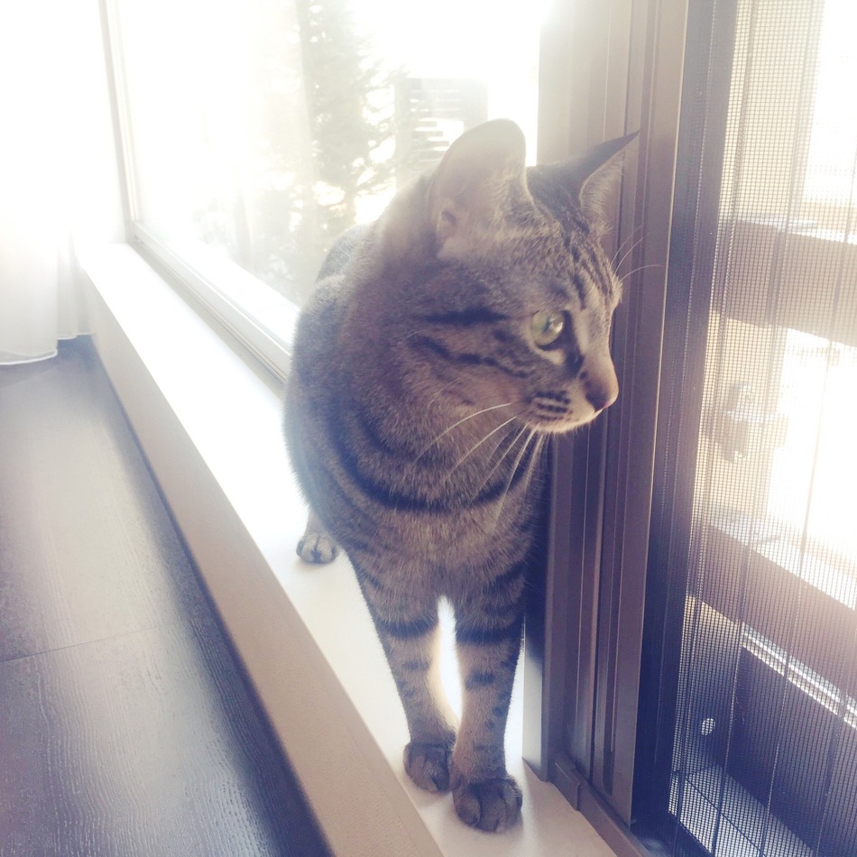 いづうのカバー写真