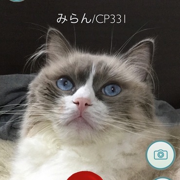 ポケモン ゲットだぜ‼︎
