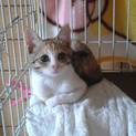 美猫のみみちゃん