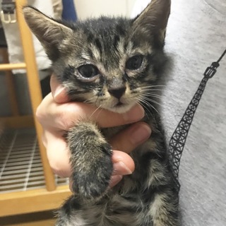 一歩下がったいい男♡キジ猫君