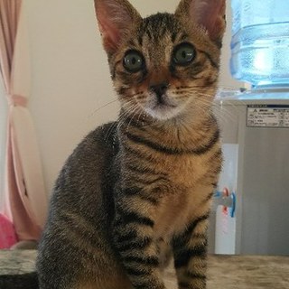 オメメがクリッと