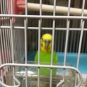 セキセイインコの男の子