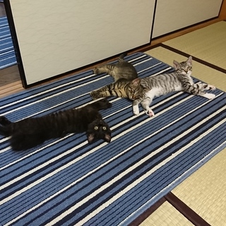 ２匹一緒に飼って頂ける方、よろしくお願いします