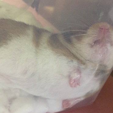 我が家に来て2時間後のワングさん。