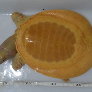 二ホンスッポン