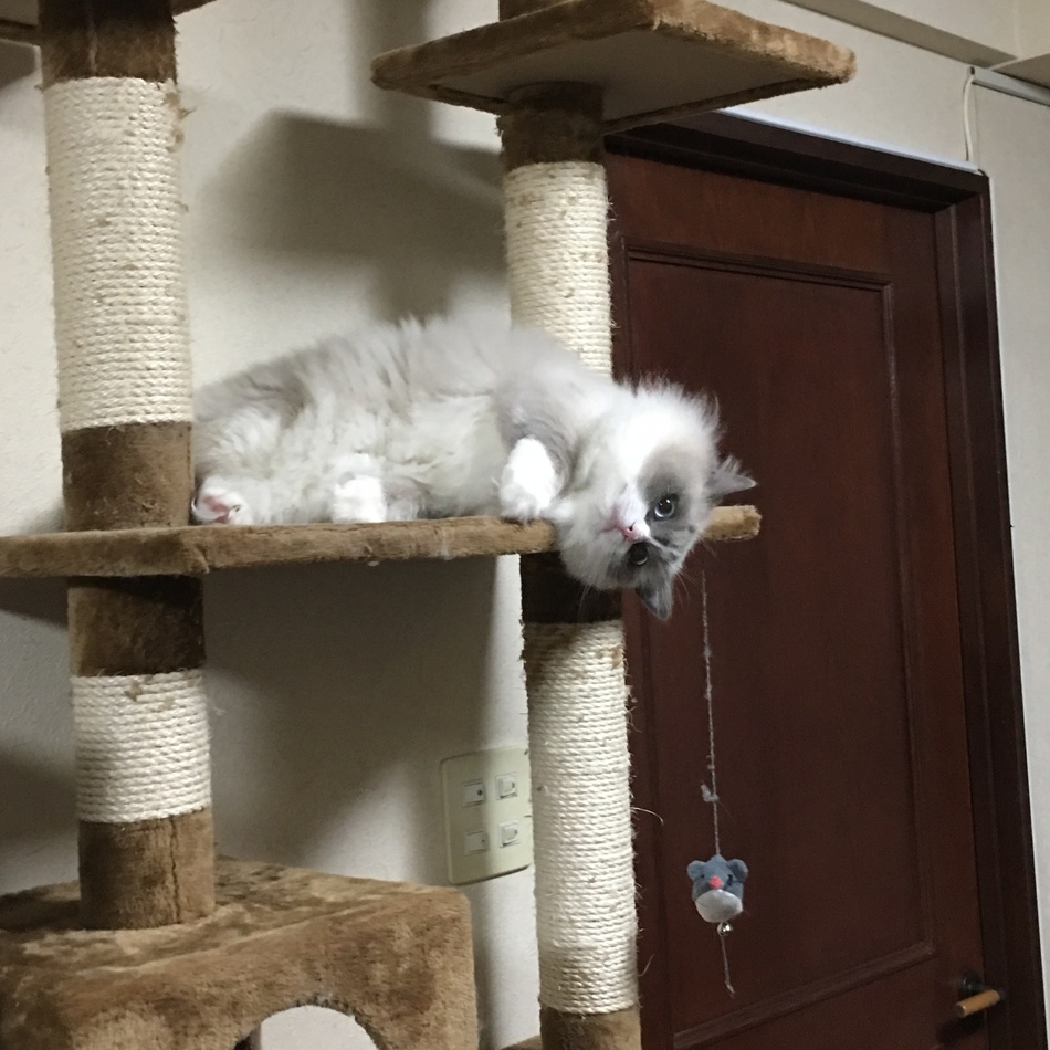 みらんのカバー写真