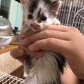 再投稿です。保護猫、乳飲み子