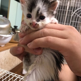 再投稿です。保護猫、乳飲み子