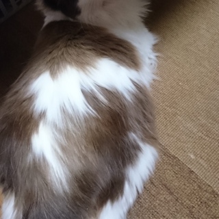 [急募！]里親募集しています