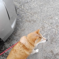 大野うめ