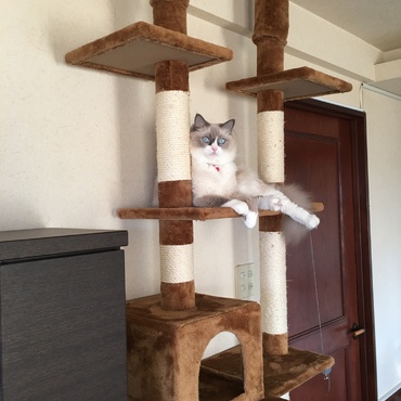 大きくなり過ぎて最初のキャットタワーは、壊れちゃった❣️