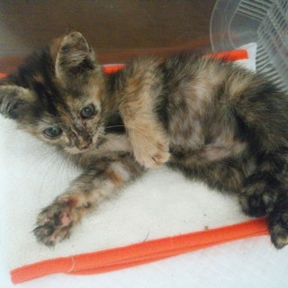 子猫女の子新しい飼い主さん募集