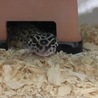 【綺麗なレオパード柄】マックスノー生後約2年！ サムネイル3