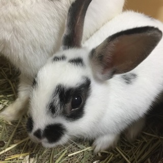 2か月 オス とっても元気