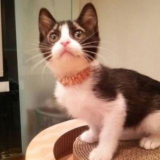 ２ヶ月位！　おっとり可愛いピエロちゃん