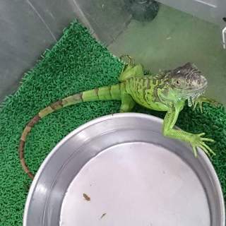 遺棄されたイグアナ〈交渉中〉