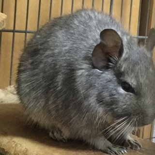 デグー２匹の里親募集