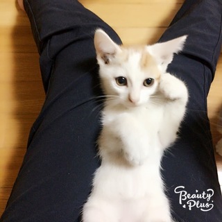 かわいい茶白ちゃん