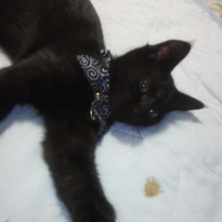 黒猫ファン必見!!生後3ヶ月姉妹里親募集♪