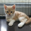 子猫の里親募集です。