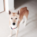 柴犬ミックス、健康と幸せ