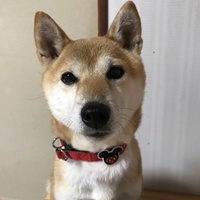 岩竹 コロン
