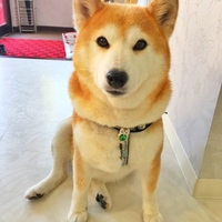 ちぃこ(阿蘇の住香号)