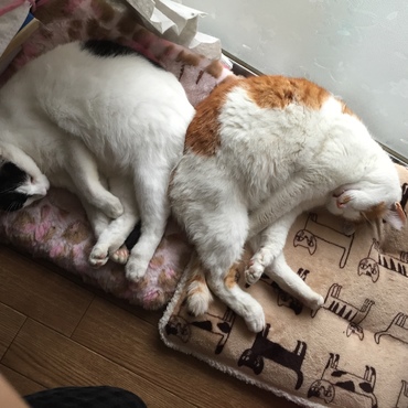 お尻合い！