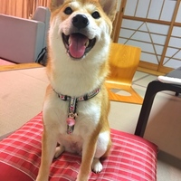 ちなつ(ちなつ号)