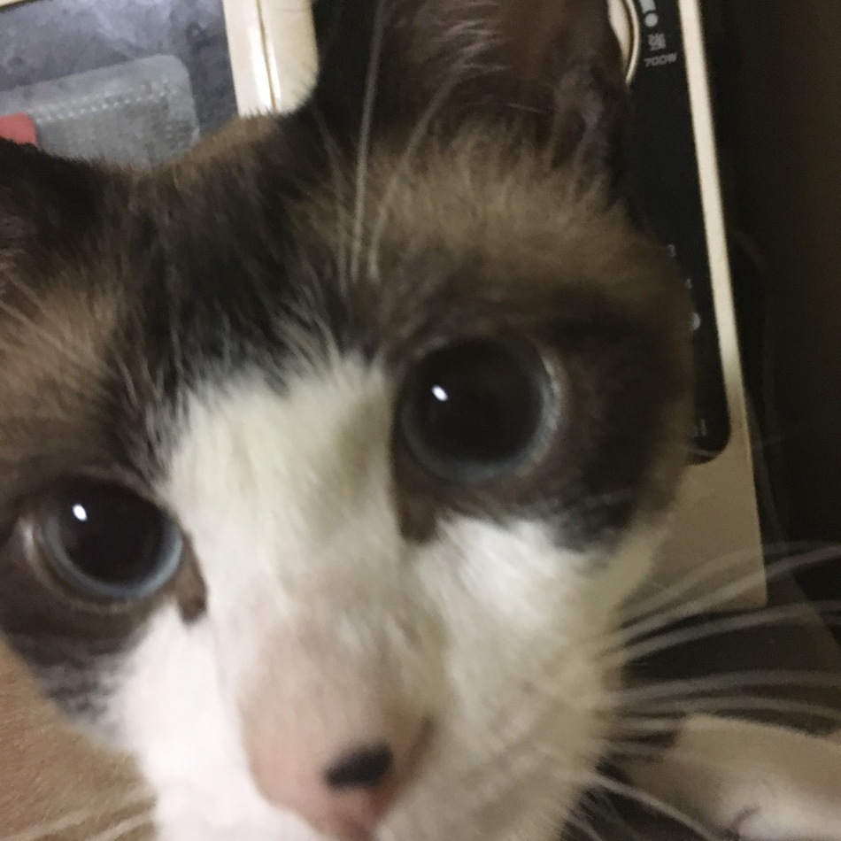 ヌー君のカバー写真