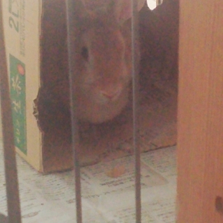 お願いいたします