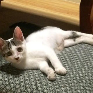 漢太くん　　4ヶ月くらいの男の子