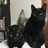 黒ちゃん2匹。