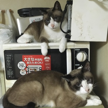シャムの親子。上が親で下が子供