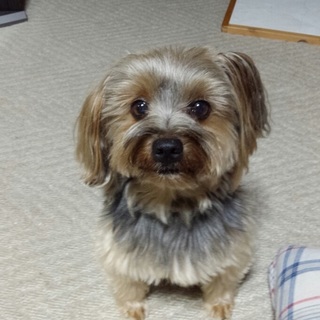 決定☆『レイ』耳垂れヨーキー、お出かけ好き。