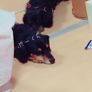 双子のチワックス♂2匹