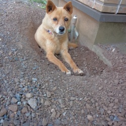 うちの子になって丸12年。