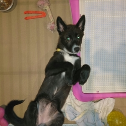 おはなが大きくなりました