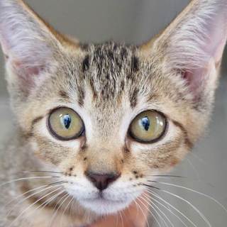 譲渡候補猫のご紹介