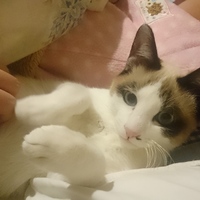 シーナ