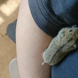 可愛いステップレミング