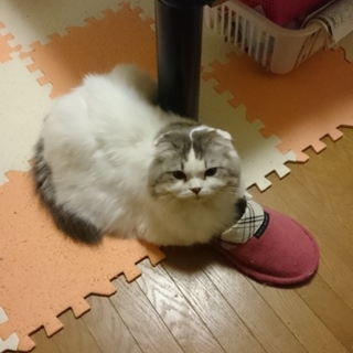 スコティッシュホールド♀人懐っこく甘えん坊♪