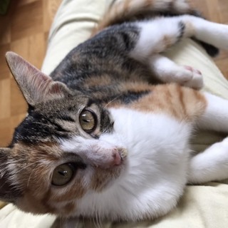 【タント】おかげさまで里親様が決まりました❗